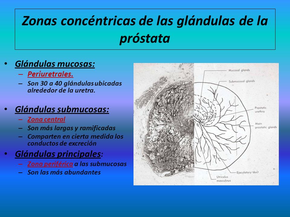 parénquima de la glándula prostática